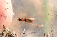 Demetrias atricapillus