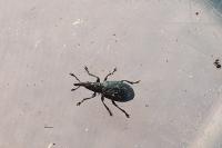 Perapion violaceum