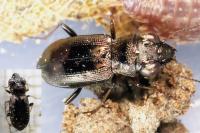 Notiophilus biguttatus