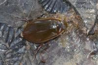 Cybister lateralimarginalis