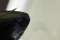 Hydrophilus piceus