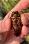 Dytiscus dimidiatus