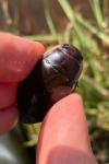 Dytiscus dimidiatus