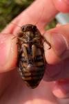 Dytiscus circumflexus