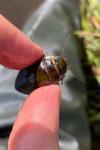 Dytiscus circumflexus