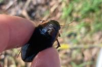 Dytiscus semisulcatus