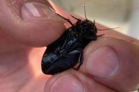 Dytiscus semisulcatus