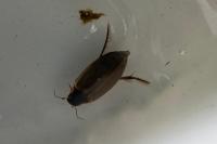 Colymbetes fuscus