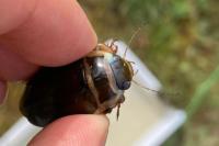 Dytiscus marginalis