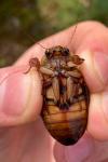 Dytiscus marginalis