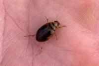 Hygrobia hermanni