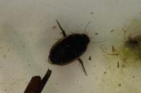 Hydaticus seminiger