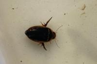 Hydaticus transversalis