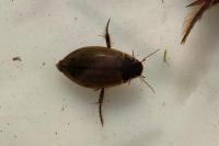 Colymbetes fuscus