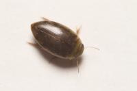 Laccophilus minutus