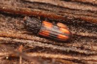 Bitoma crenata