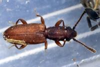 Silvanus bidentatus