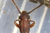 Silvanus bidentatus