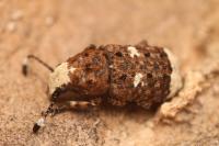 Platystomos albinus
