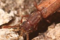 Silvanus bidentatus