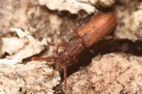 Silvanus bidentatus