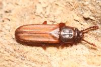 Pediacus dermestoides