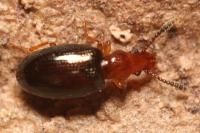 Vincenzellus ruficollis