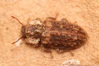 Endophloeus markovichianus