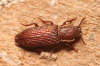 Pycnomerus terebrans