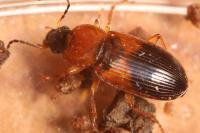 Stenolophus teutonus