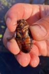 Dytiscus dimidiatus