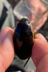 Dytiscus dimidiatus