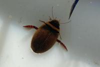 Graphoderus