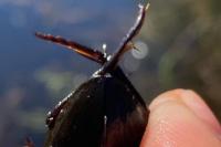 Hydrophilus piceus