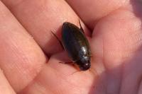 Colymbetes fuscus