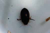 Hydaticus seminiger