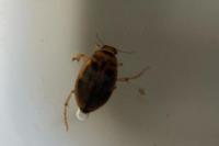 Hygrobia hermanni