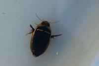 Hydaticus transversalis