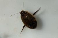 Acilius sulcatus