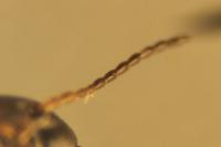 Graptodytes bilineatus