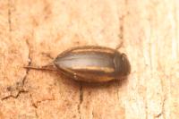 Graptodytes bilineatus
