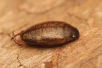 Agabus nebulosus