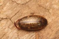 Agabus nebulosus