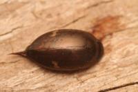 Agabus didymus