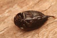 Agabus didymus