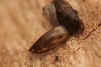 Hydroporus tessellatus