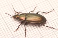 Poecilus cupreus