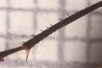 Poecilus cupreus