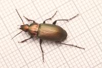 Poecilus cupreus