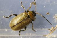 Lochmaea suturalis